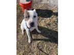 Dasani American Pit Bull Terrier Adult Male