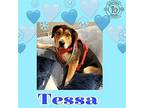 Tessa German Shepherd Dog Young Female