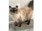 Berlioz Ragdoll Senior Male