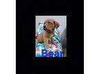 Bear Rottweiler Puppy Male