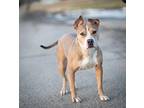 Piranha American Pit Bull Terrier Adult Female