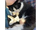 Gypsy Turkish Van Senior Female