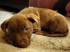Macy Labrador Retriever Puppy Female