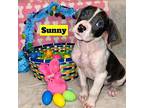Sunny Labrador Retriever Puppy Female