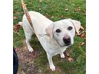 Trisha Labrador Retriever Adult Female