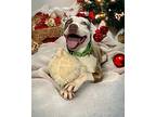 Peppa American Staffordshire Terrier Adult Female