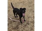 Rylo Labrador Retriever Puppy Male