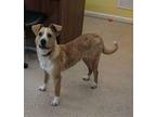 Taffy Collie Young Female