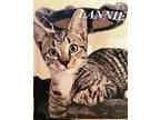 Lannie American Shorthair Young Female