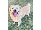 Rowdy Golden Retriever Adult Male