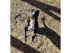 Milton Terrier (Unknown Type, Medium) Puppy Male