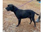 Jack (HW+) American Pit Bull Terrier Adult Male