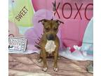Mae American Pit Bull Terrier Adult Female