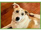 Trixie Border Collie Young Female