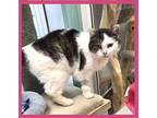 Cora Domestic Shorthair Senior Female