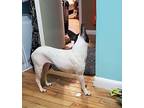 Snow White Boston Terrier Young Female