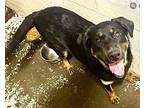 Raider Labrador Retriever Puppy Male