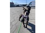 Lola American Pit Bull Terrier Adult Female