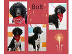 Bolt Poodle (Standard) Adult Male