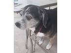 Bella- sooo precious Beagle Senior Female
