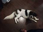 Buddy Boy Great Pyrenees Young Male