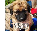 Tilly New Caney Labrador Retriever Puppy Female