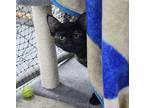 Jonna Domestic Shorthair Kitten Female