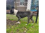 Cash American Pit Bull Terrier Adult Male