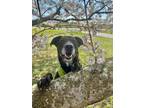 Adopt PauPau a Labrador Retriever