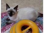 Lady Siamese Kitten Female