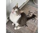 GRAY the LAP KITTY Domestic Shorthair Adult Male