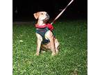 Sunflower Labrador Retriever Puppy Female