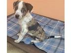 Phoenix Australian Shepherd Puppy Male