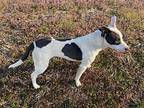 Annabelle American Staffordshire Terrier Young Female