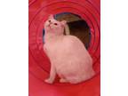 Paloma Domestic Shorthair Young Female