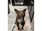 Shrek Forever petite piglet boy Boston Terrier Adult Male