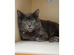 Viggo Russian Blue Senior Male