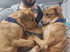 Ron Rhodesian Ridgeback Puppy Male
