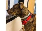 Waylon {COMING SOON} Plott Hound Young Male