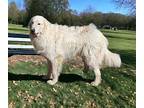 LIKEABLE LEO Great Pyrenees Young Male