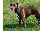 Barbara Pear Labrador Retriever Adult Female