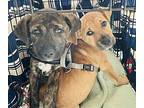 Trixie Plott Hound Puppy Female