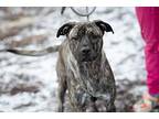 Squiggles American Pit Bull Terrier Adult Female
