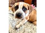 Pigpen $475 Labrador Retriever Puppy Male