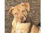Sema Catahoula Leopard Dog Puppy Female