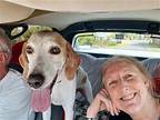 Ollie Beagle Senior Male