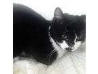 Tobias Domestic Shorthair Kitten Male