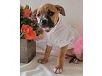 Star American Staffordshire Terrier Puppy Female