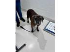 Otis Boxer Adult Male