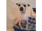 BILLY Chihuahua Senior Male